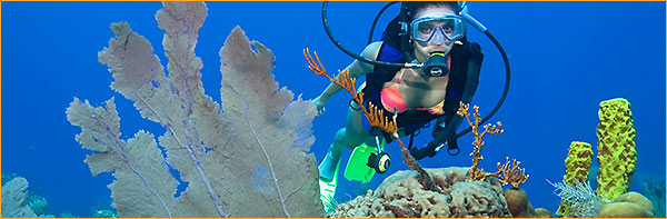 Diving the reef off Belize - Ecological Tours