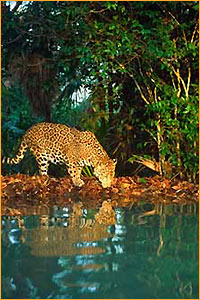 Belize Zoo -Ecological Tours Services